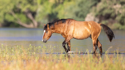 Naklejka premium Wild Mustang Bay Stallion Walking Through the Salt River Near Scottsdale, Arizona