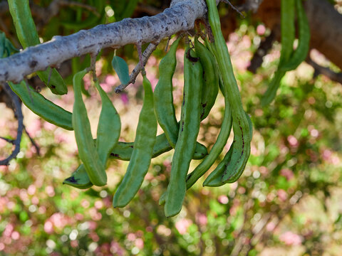 Carob pods hanging from a carob tree. Traditional fruits
