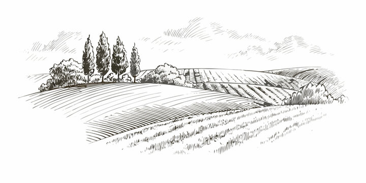 Rolling hills landscape detailed pen and ink sketch on white background