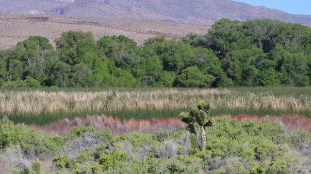 Birds fly over colorful marsh and Joshua Tree at Pahranagat National Wildlife Refuge in Nevada - Part 1 of 2 in sequence