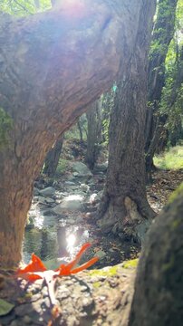 red rock in the forest