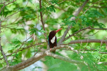 Fototapeta premium White throated kingfisher perched among green tree branches in natural habitat
