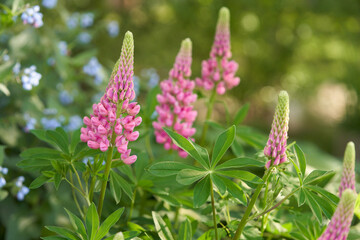 Obraz premium A meadow flowerbed. A bush of pink lupine stands against a blurred background of comfrey with blue flowers.