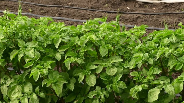 Wind swaying large green potato shoots growing in rows on vegetable garden. Drip irrigation system in background for growing organic vegetables on farm.
