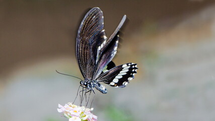 butterfly on a leaf © lazalnik