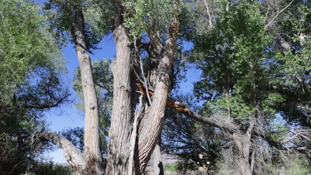 Giant, old Fremont cottonwoods at Pahranagat National Wildlife Refuge in Nevada