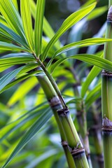 Fototapeta premium Sugar Cane Plants Growing in Garden With Green Leaves and Space for Text