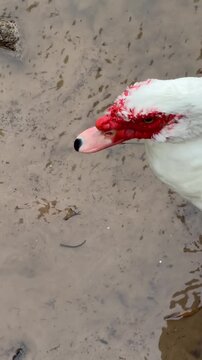 patos en el r&iacute;o paran&aacute;