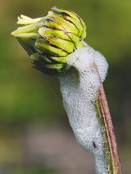Cuckoo spit or spittlebug foam on a flower bud stem, Philaenus spumarius