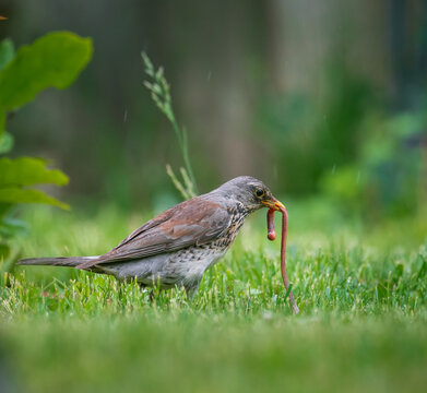 Pine thrush bird in the grass with worm