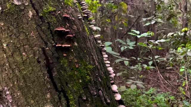 Bracket Mushrooms Row Mossy Tree Trunk Chapada Diamantina Brazil