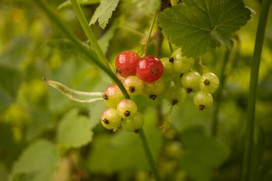Ripening Red Currants (Ribes rubrum) on Bush &ndash; Macro Garden Berry Photography