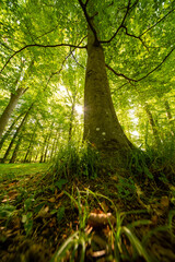 Fototapeta premium Sunlight in a morning forest with trees, green leaves, and a natural woodland path
