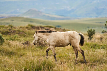 Fototapeta premium Curious Foal Standing In Lush Mountain Grass South Africa, Facing Camera With Attentive Ears, Soft Cream Coat,