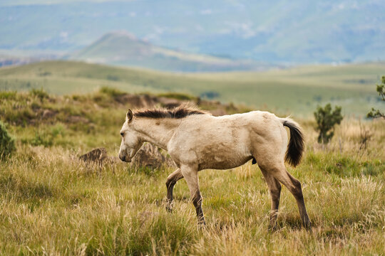 Curious Foal Standing In Lush Mountain Grass South Africa, Facing Camera With Attentive Ears, Soft Cream Coat,