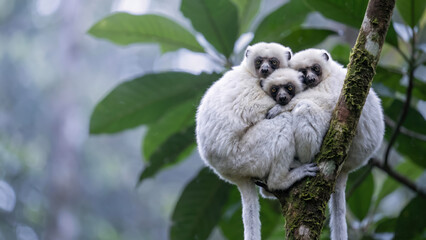 Fototapeta premium Three fluffy silky sifakas huddle on a mossy branch in a Madagascar forest. This composition features ample copy space on the left side of the frame.