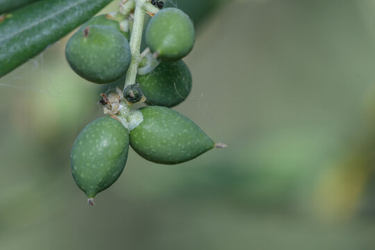 Aceitunas verdes j&oacute;venes creciendo en rama de olivo