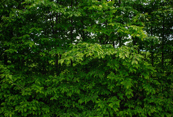 Fototapeta premium Green hedge wall background natural leaf texture