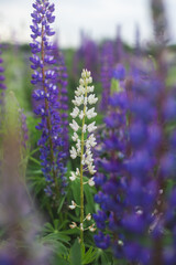 Obraz premium Field of purple lupines in a summer meadow