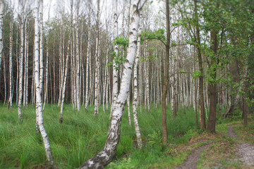 Obraz premium Silver birch grove with lush green grass in Ukraine