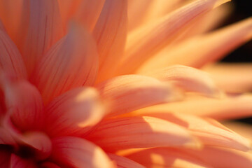 Obraz premium close up of a beautiful Dahlias flower in the garden