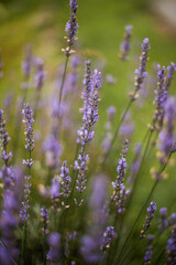Obraz premium close up of beautiful purple lavender flowers in sunlight