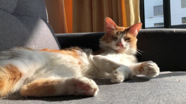 A fluffy ginger-white cat lounges comfortably on a dark gray textured couch in an indoor setting