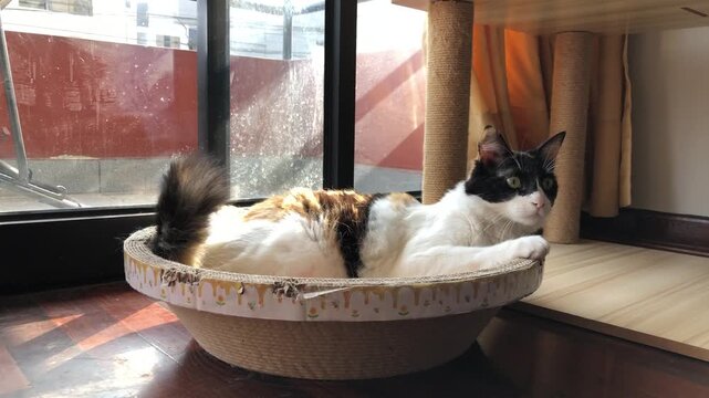 A serene domestic scene featuring a calico cat resting in a shallow ceramic bowl on a wooden floor