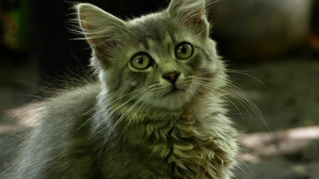 Fluffy gray kitten sitting outdoors on a summer day and curiously looking around. Concept of pet life, curiosity, and playful domestic cat in natural sunlight. Adorable young kitten in a peaceful
