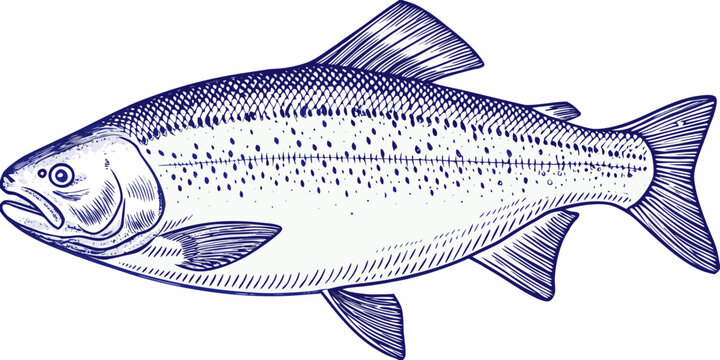 Detailed Salmon Engraving A Vintage Style Illustration On White Background