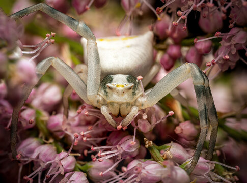 White crab spider Misumena vatia frontal portrait on pink flowers, eight eyes and chelicerae detail, focus stack macro, arachnology and wildlife photography.