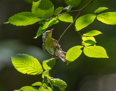 Northern Parula Warbler bird foraging on Ironwood tree branch