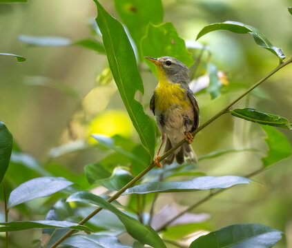 Foraging Northern Parula Warbler bird perched on tree branch