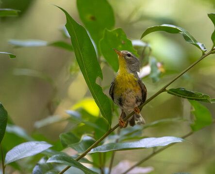 Foraging Northern Parula Warbler bird perched on tree branch