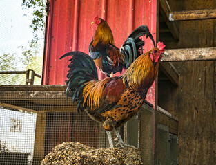 Pair of Bantam Roosters in chicken coop © Mark J. Barrett