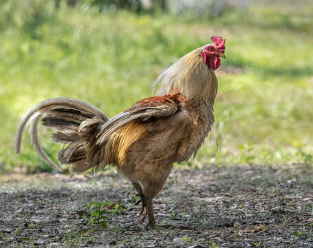adult male rooster chicken in yard