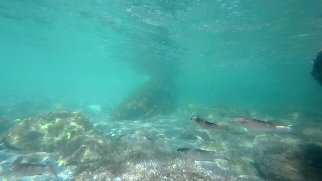 School of rey mullet fish navigate through coral and seaweed-covered rocks in ocean, sunlight filtering through water, marine life scene