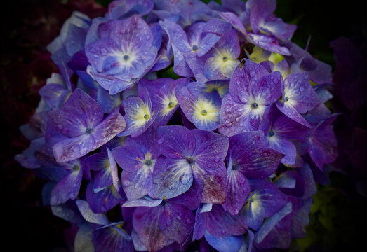 flores de colores y patrones