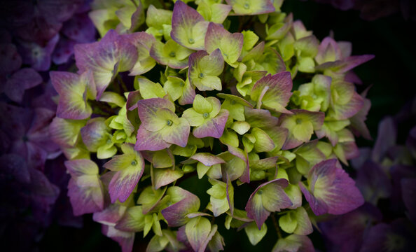 flores de colores y patrones