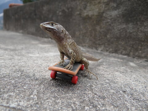 lagarto lagartija en patineta extrema 