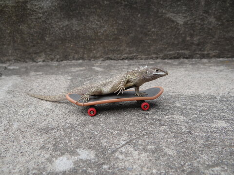 lagarto lagartija en patineta
