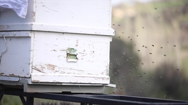Honey bees start working with the arrival of spring.
