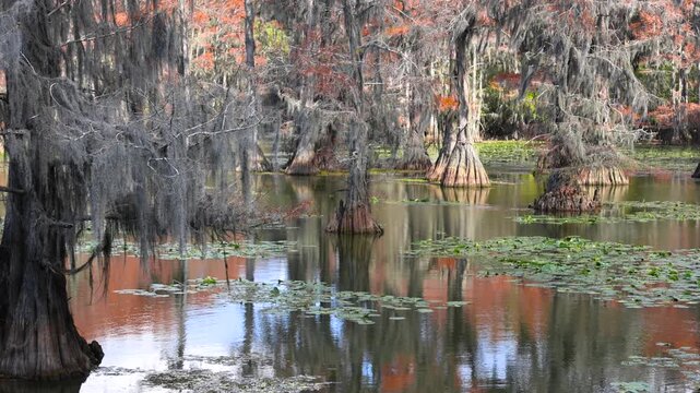 Bald cypress trees with spanish moss reflecting in a calm swamp