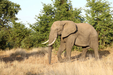 Fototapeta premium Afrikanischer Elefant / African elephant / Loxodonta africana