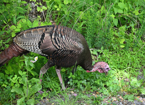 Wild Turkey in the Weeds