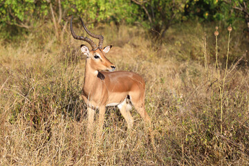 Naklejka premium Schwarzfersenantilope / Impala / Aepyceros melampus