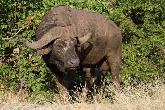 Kaffernb&uuml;ffel / African buffalo / Syncerus caffer