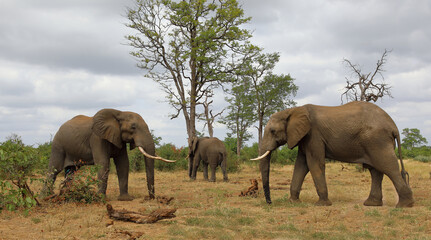 Fototapeta premium Afrikanischer Elefant / African elephant / Loxodonta africana