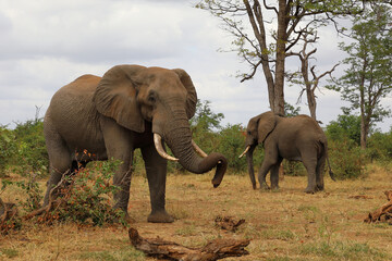 Fototapeta premium Afrikanischer Elefant / African elephant / Loxodonta africana