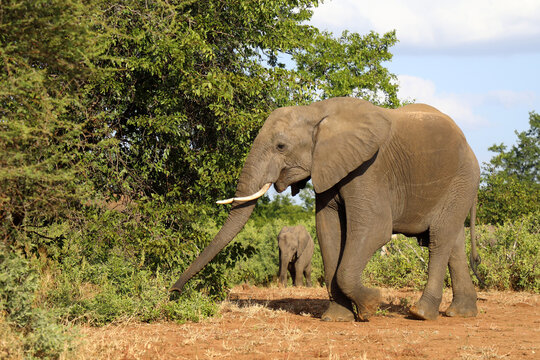 Afrikanischer Elefant / African elephant / Loxodonta africana